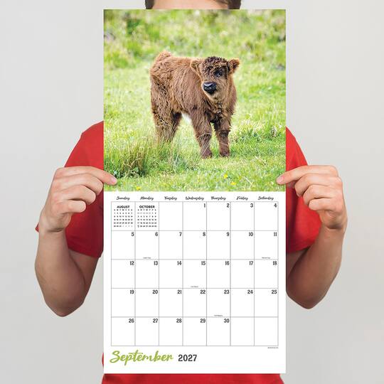 2027 Highland Cows Wall Calendar